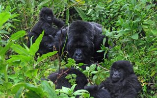 6 days Fly in Uganda gorilla and chimpanzee tour