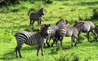 4 days Lake Mburo and Queen Elizabeth Wildlife Safari