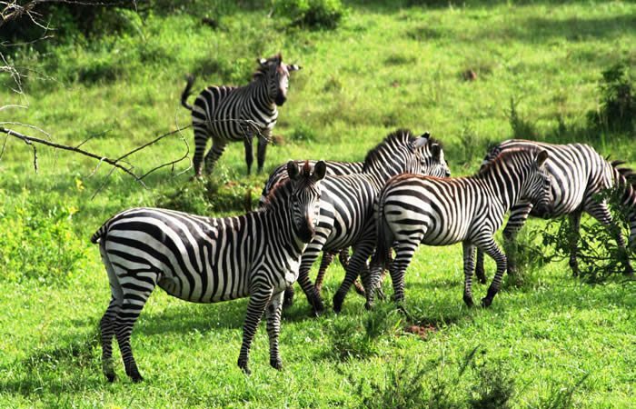 What Is Lake Mburo National Park Famous For?