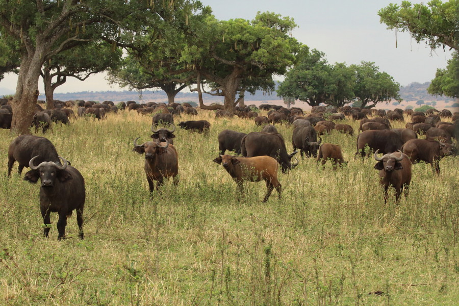 Game viewing in Kidepo national park