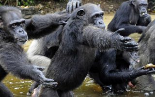 Getting to Gombe National Park