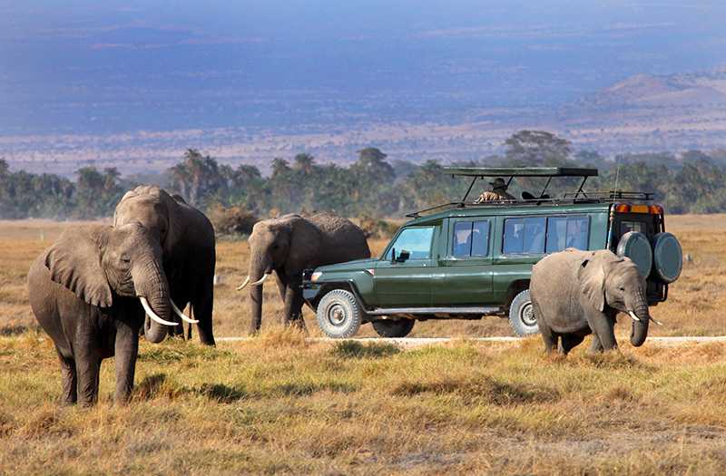Activities to do in Maasai Mara National Reserve