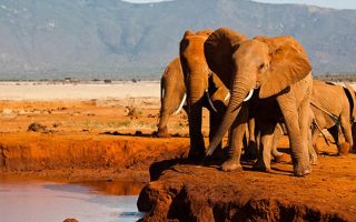 Where is the best safari in Kenya?