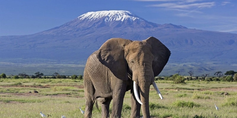 Where is the best safari in Kenya?
