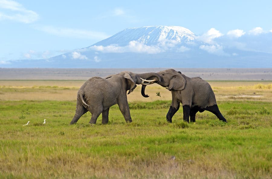 How Many Days Do You Need to Visit Amboseli National Park