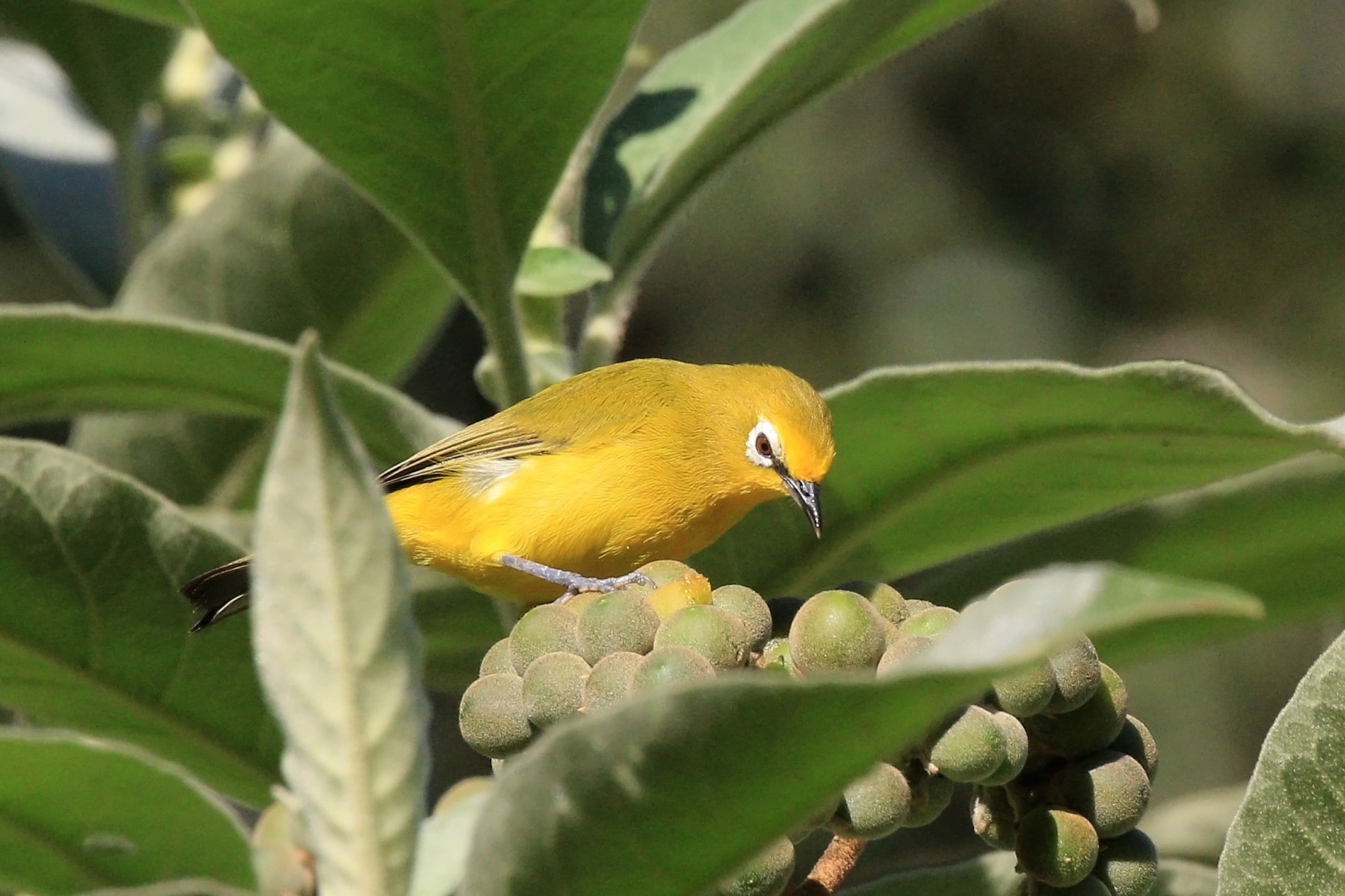 Bird watching adventure in Mabira forest reserve