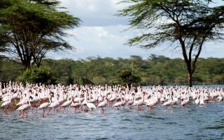 2 Days Maasai Mara & Lake Naivasha Private Safari