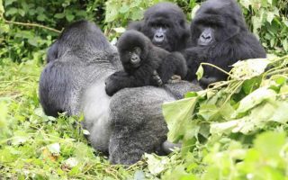 Why is Gorilla trekking worthwhile in Uganda?