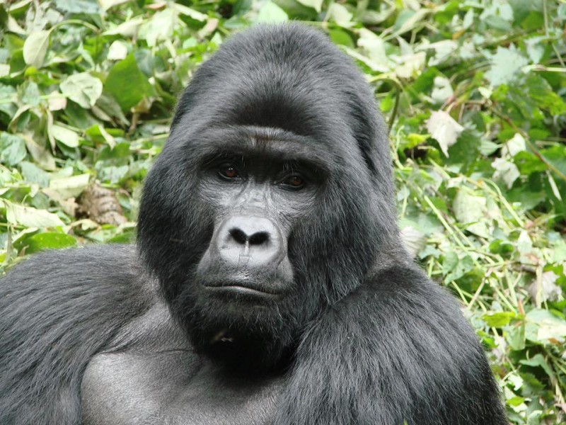 Bwindi Gorilla trekking sectors and their Families