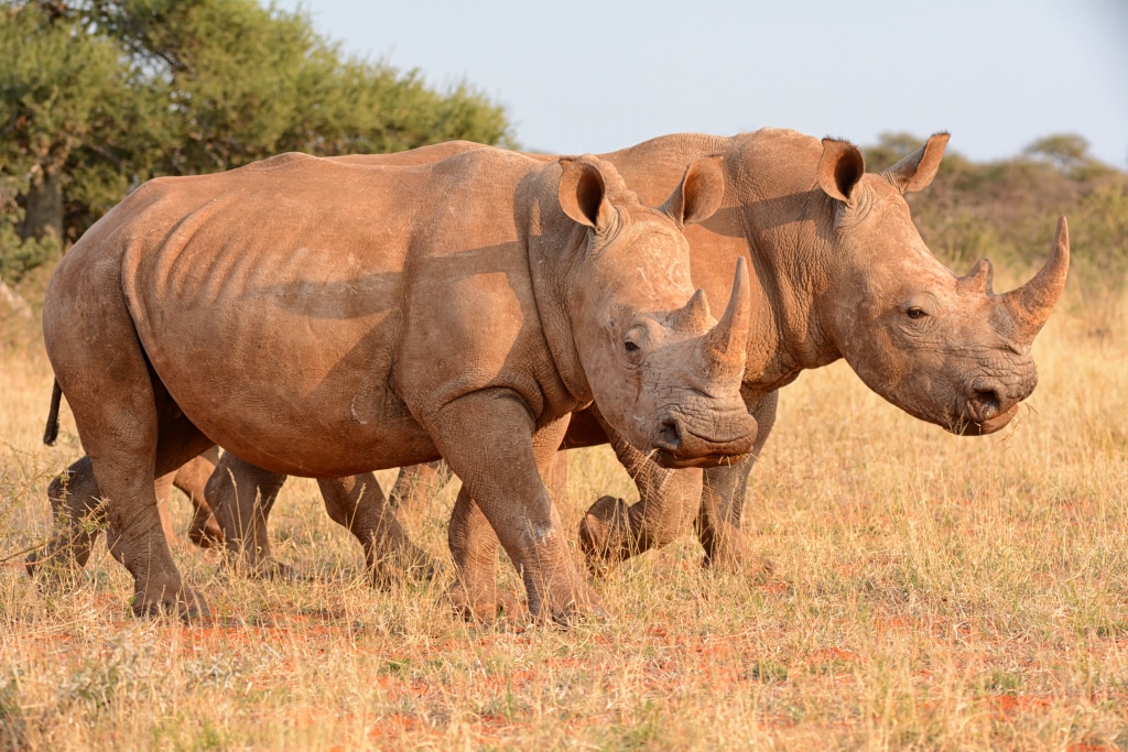 Rhino tracking in Akagera national park