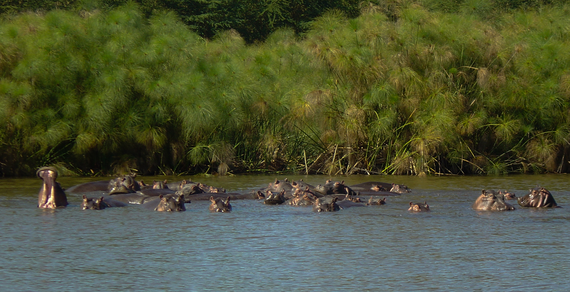 Hippo point Kenya Safari
