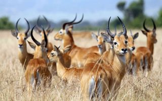 When should one go on a Safari in Uganda in 2024?