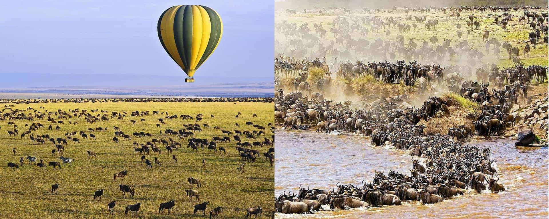 Annual Wildebeest Migration in Maasai mara National Reserve