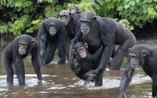 Safari activities at Lake Victoria
