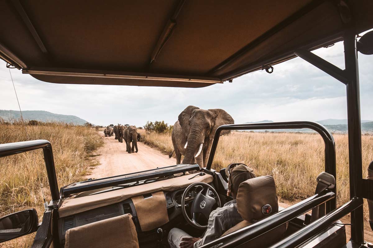 10 Best steps to plan a Safari Trip