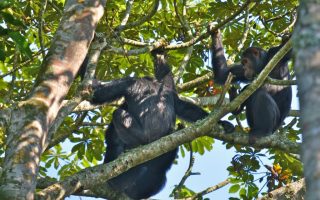 8 days Uganda gorilla trekking safari