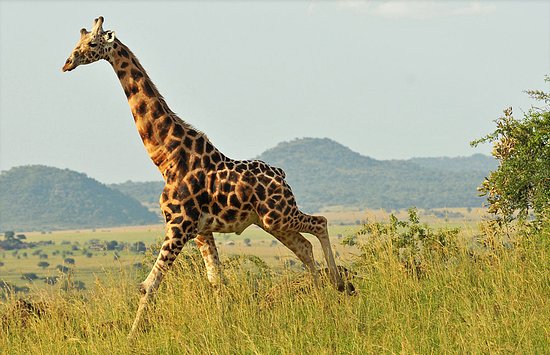 Top four 3 days Uganda safari itineraries for 2024