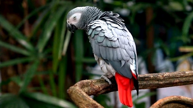Different bird species in Kenya
