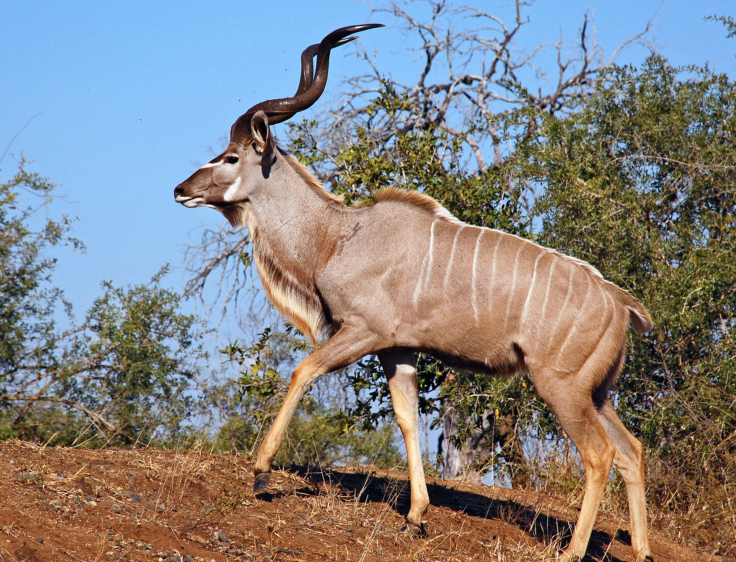 African Antelopes in Uganda