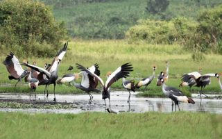 Uganda's Wetland Exploration