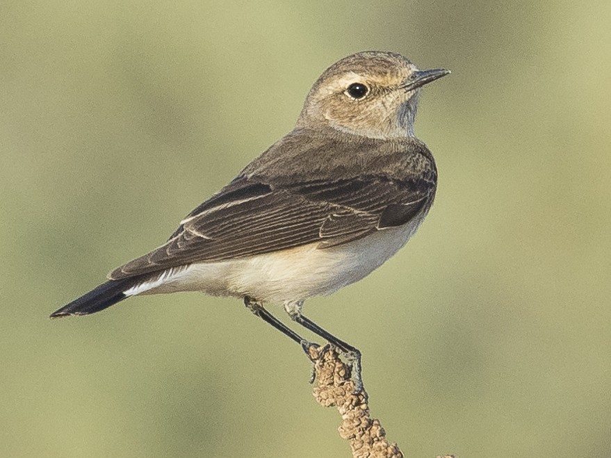 Birdlist In Tsavo West National Park