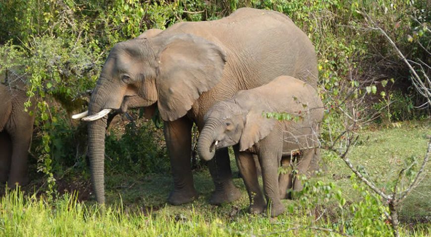 Wildlife in Mount Elgon national park