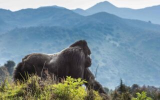 5 Days Rwanda Gorilla & Kenya Masai Mara Safari