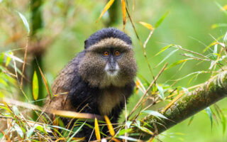 12 days Uganda Rwanda safari tour