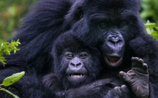 2 Days Uganda Gorilla Trekking Tour in Uganda from Kigali