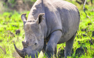 3 Days Uganda Big Five Safari