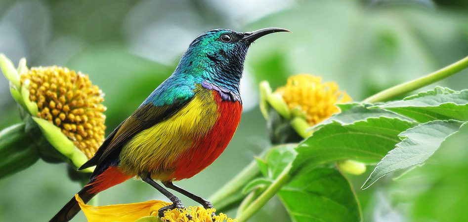 Amazing bird watching safari in Akanyaru wetland Rwanda 