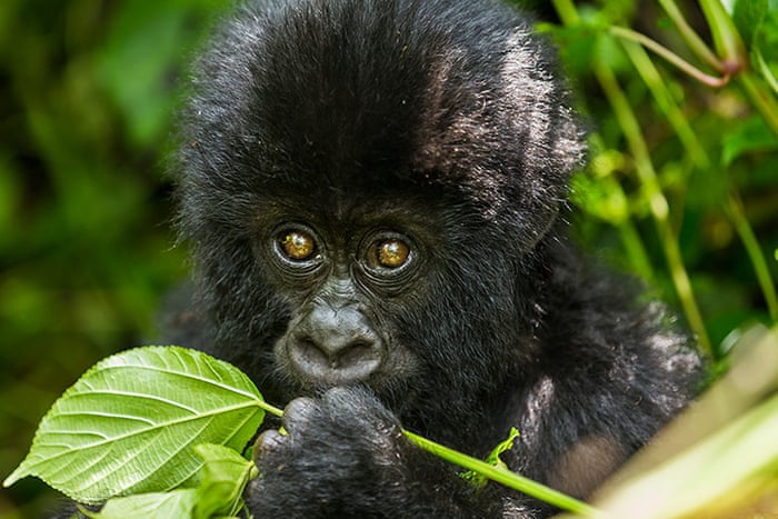 5 Days Lake Mburo and Mgahinga gorilla tour