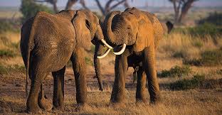 4 Days Naibosho Conservancy, Maasai Mara Safari