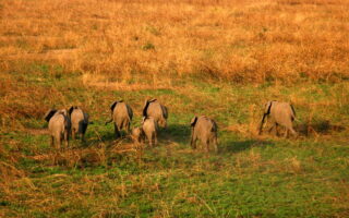 Birding Safaris In Upemba National Park 2024-2025