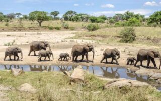 3 Day Rift Valley Dynamic Safari Tour