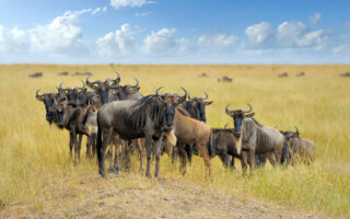 Serengeti Hot Air Balloon Safaris