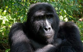 Activities for Sole Travellers on a mountain gorilla trekking tour