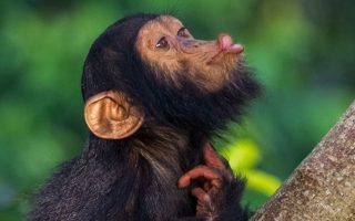 8 days Uganda Rwanda and Primates Safari