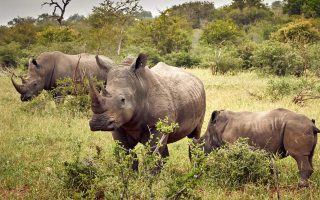 10 Days Uganda Big 5 and Gorilla Trekking Safari