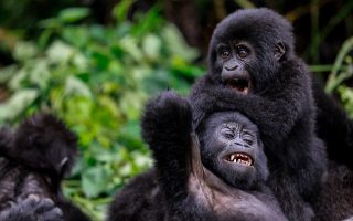 15 Days Gorilla trekking safari