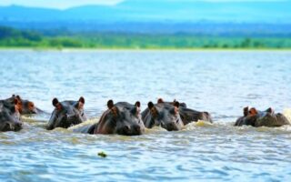 Things to do in Lake Manyara National Park