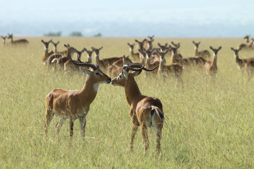 Game Reserves in Uganda