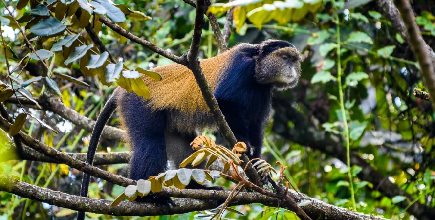6 days Uganda Rwanda flying gorilla and chimpanzee habituation experience