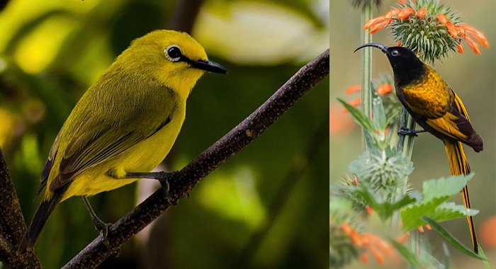 Facts About Ngorongoro