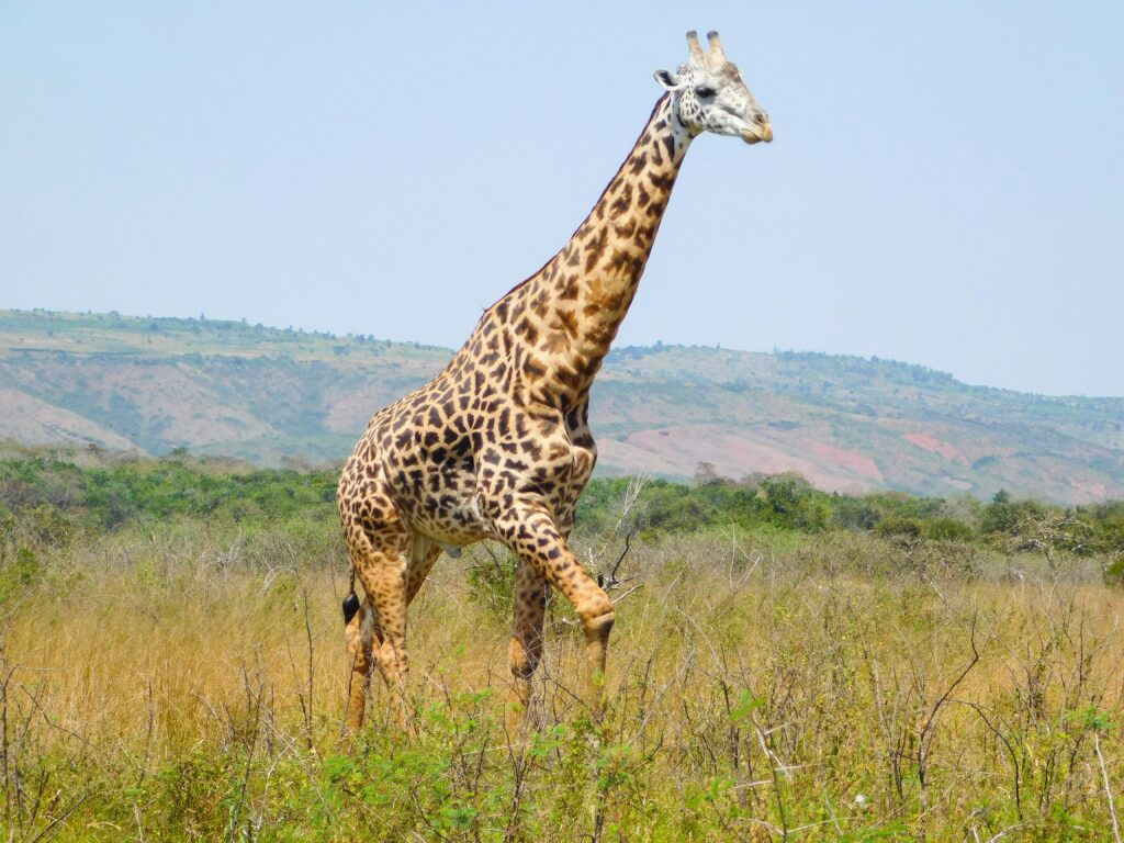 3 Days Wildlife Safari in Akagera National Park