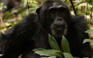 9 days Rwanda and Uganda holiday