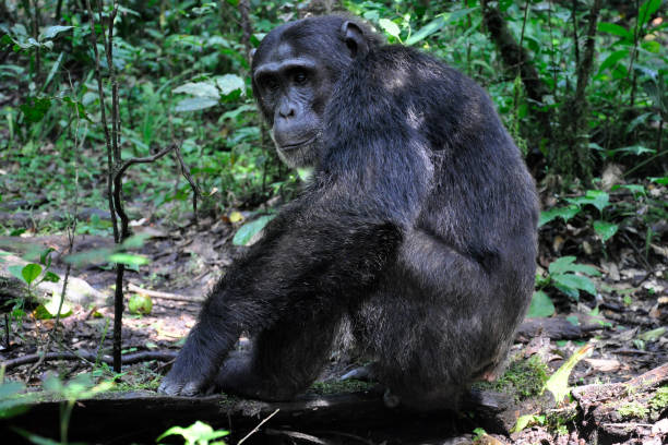 9 days Rwanda and Uganda holiday