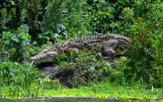 8 days Uganda wildlife adventure