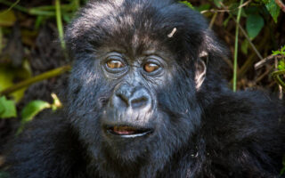 6 days Uganda Rwanda Tour