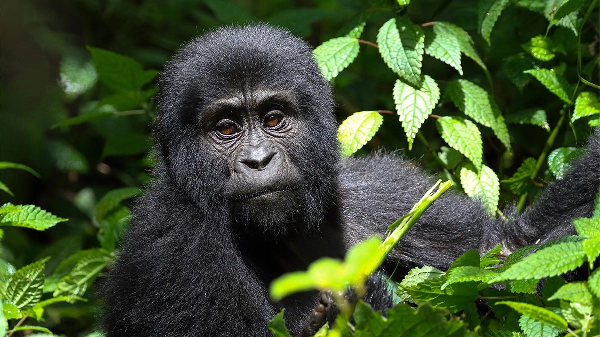 7 Days Uganda primates and white water rafting safari